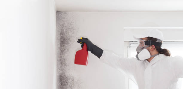 Best Professional Mold Removal  in Cheltenham Village, PA