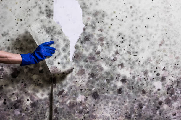Mold Removal and Inspection in Cheltenham Village, PA