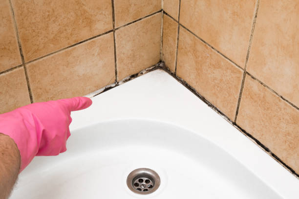 Certified Mold Removal in Cheltenham Village, PA